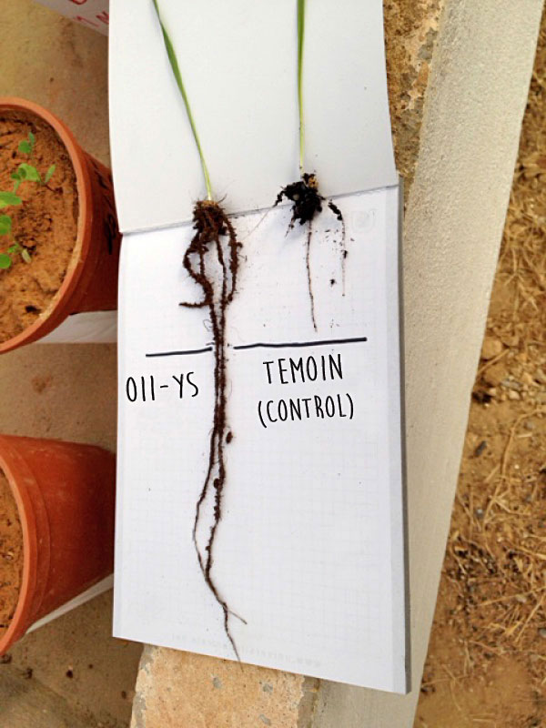 Organisan OII-YS vs Temoin