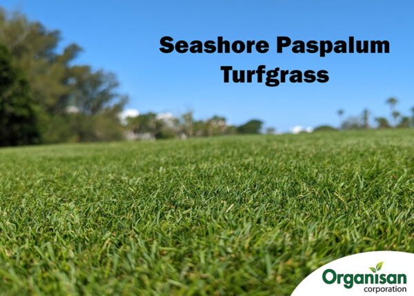 seashore paspalum grass seed for golf course